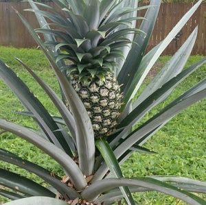 Meet your Posher, Betty